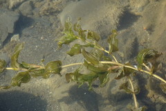 Potamogeton perfoliatus