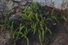 Asplenium aethiopicum