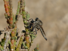 Phileris prionostylus