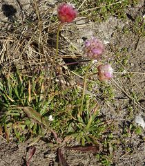 Armeria maritima sibirica