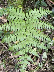 Diplazium viridissimum