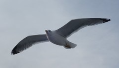 Larus michahellis