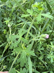 Geranium gardneri