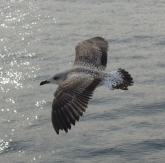Larus