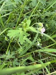 Geranium gardneri