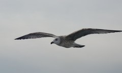 Larus