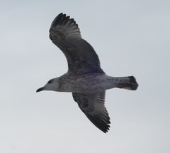 Larus