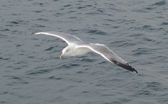 Larus michahellis