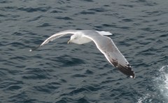 Larus michahellis