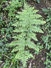 Diplazium viridissimum