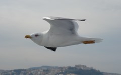 Larus michahellis