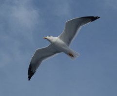 Larus michahellis