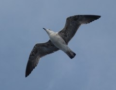 Larus
