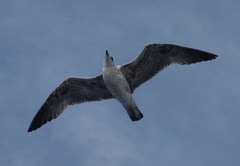 Larus
