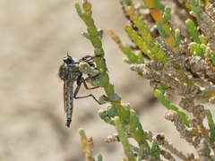 Phileris prionostylus