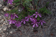 Tetratheca confertifolia