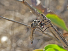 Phileris prionostylus