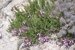 Tetratheca confertifolia