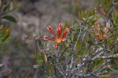 Lambertia multiflora multiflora