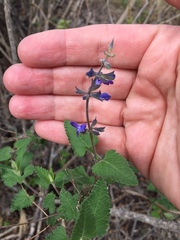 Salvia cuspidata