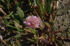 Armeria maritima sibirica