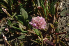 Armeria maritima sibirica
