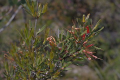 Lambertia multiflora multiflora