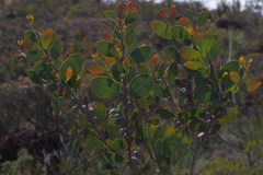 Hakea neurophylla