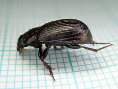 Harpalus serripes