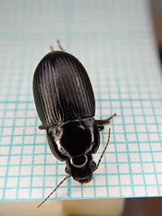Harpalus serripes