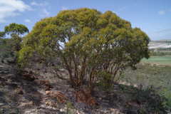 Eucalyptus suberea