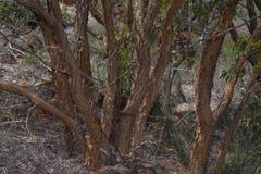 Eucalyptus suberea