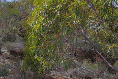 Eucalyptus suberea