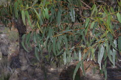 Eucalyptus suberea