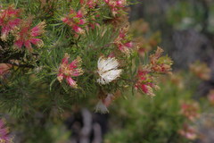 Melaleuca urceolaris