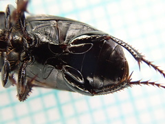 Harpalus serripes