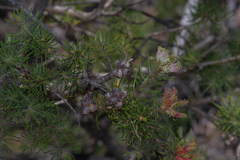 Melaleuca urceolaris