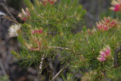 Melaleuca urceolaris