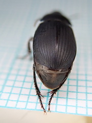 Harpalus serripes