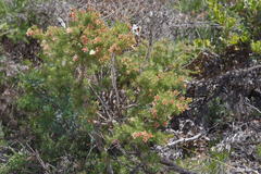 Melaleuca urceolaris