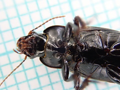 Harpalus serripes