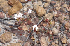 Drosera spilos