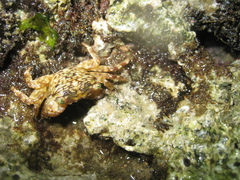 Pachygrapsus plicatus