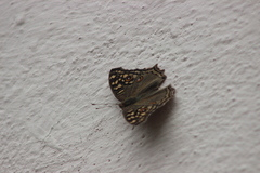 Junonia lemonias
