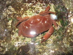 Atergatis integerrimus