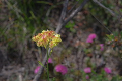 Glischrocaryon aureum