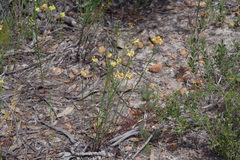 Glischrocaryon aureum