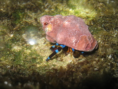 Calcinus elegans