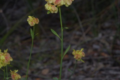 Glischrocaryon aureum