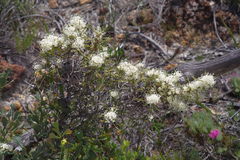 Hakea auriculata
